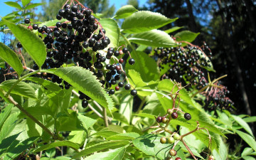 Картинка природа Ягоды черные ягоды