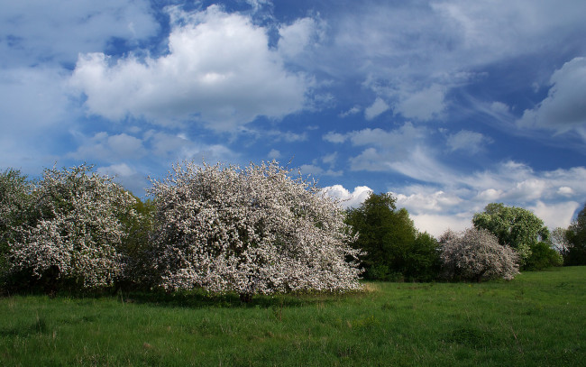 Обои картинки фото природа, деревья, луг, небо, облака, цветы, весна