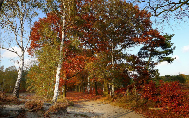 Обои картинки фото природа, дороги, деревья, осень