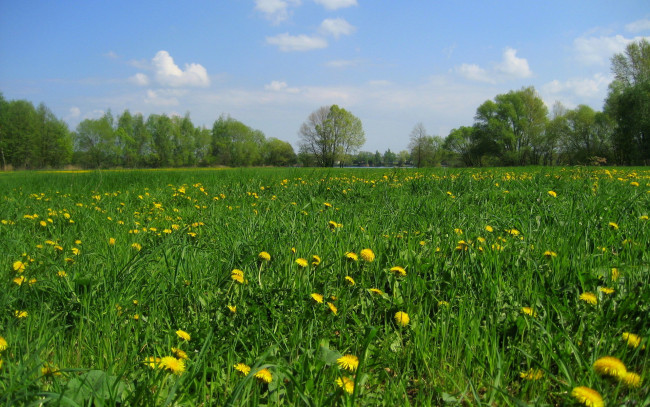 Обои картинки фото природа, луга, трава, одуванчики