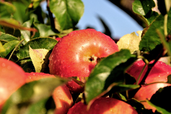 Обои картинки фото природа, плоды, яблоки, ветки, капли