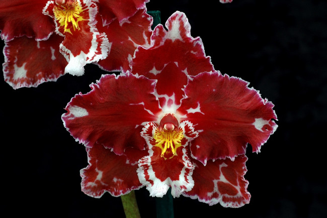 Обои картинки фото цветы, орхидеи, экзотика, бордовый