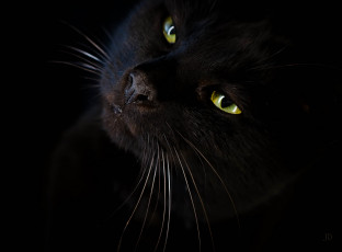 Картинка животные коты глаза черный