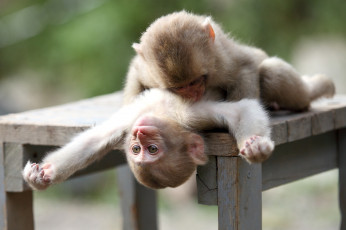 Картинка животные обезьяны мартышки игра смешные