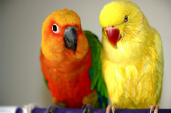 Картинка животные попугаи парочка ендайя