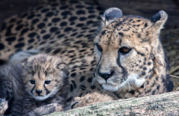 Картинка животные гепарды мама малыш