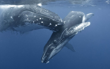 обоя животные, киты, кашалоты, океан, подводный, мир