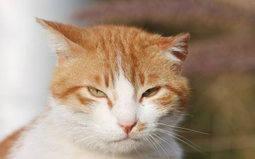 Картинка животные коты рыжий мордочка кот уши