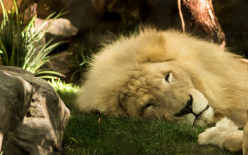 Картинка животные львы царь зверей грива