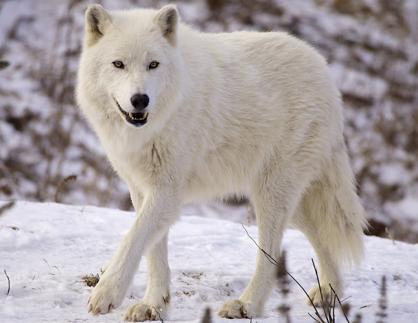 Обои картинки фото животные, волки, снег, белый, красавец