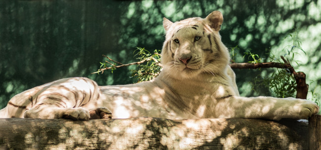 Обои картинки фото животные, тигры, белый, тигр