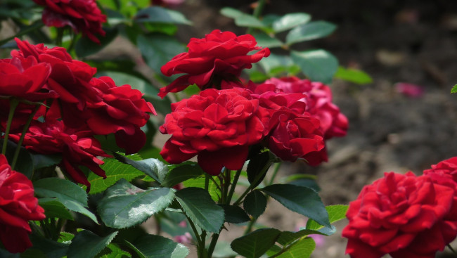 Обои картинки фото цветы, розы, кусты, красный