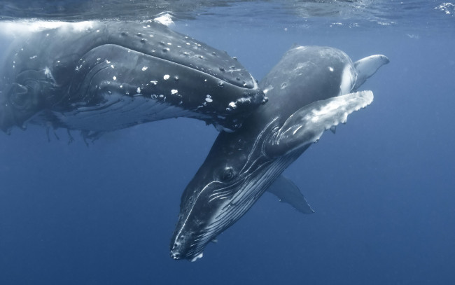 Обои картинки фото животные, киты, кашалоты, океан, подводный, мир