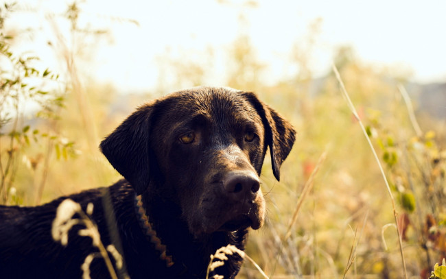 Обои картинки фото животные, собаки, собака, охотничья, грустная, поле, трава