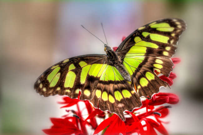 Обои картинки фото животные, бабочки, яркий, крылья, цветок