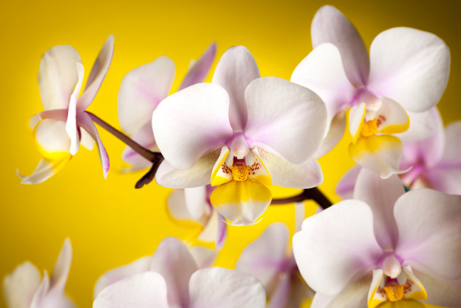 Обои картинки фото цветы, орхидеи, ветки, лепестки