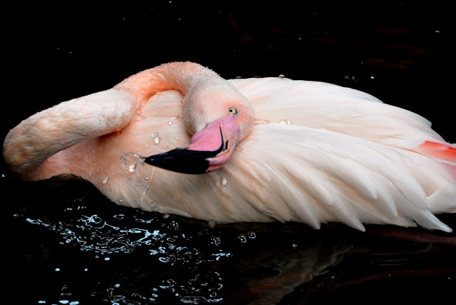 Обои картинки фото животные, фламинго, перья, розовый