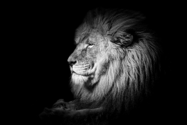 Обои картинки фото животные, львы, профиль, царь