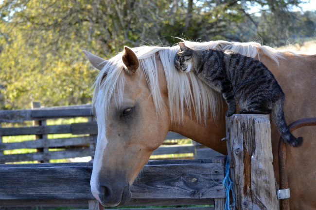 Обои картинки фото животные, разные, вместе, дружба, нежность, кот, лошадь