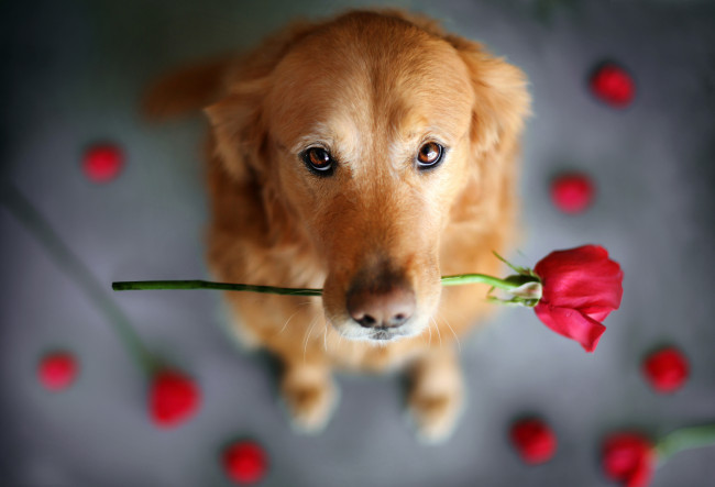 Обои картинки фото животные, собаки, роза, цветок