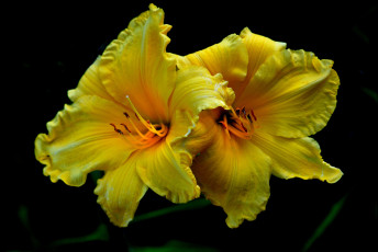 Картинка цветы лилии +лилейники желтые