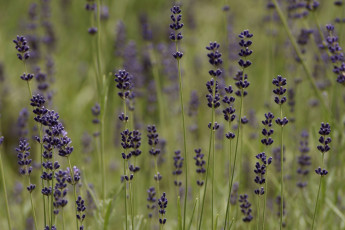 Картинка цветы лаванда луг мелкие фиолетовые трава