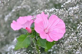 Картинка цветы лаватера розовая мальва