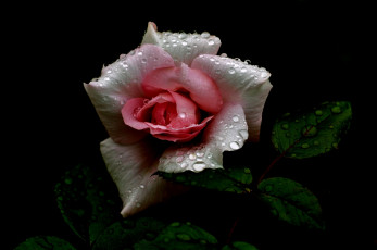Картинка цветы розы розовая светло роза