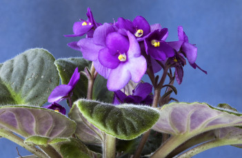 Картинка цветы фиалки фиолетовая фиалка