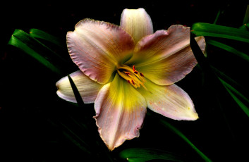 Картинка цветы лилии +лилейники светлая лилия