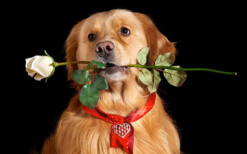 Картинка животные собаки роза морда