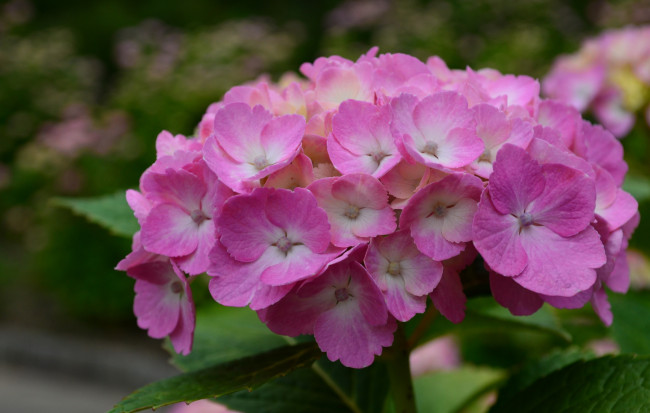 Обои картинки фото цветы, гортензия, розовая