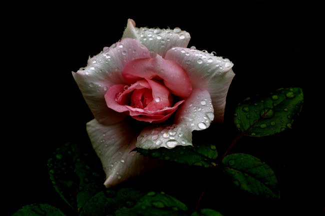 Обои картинки фото цветы, розы, розовая, светло, роза