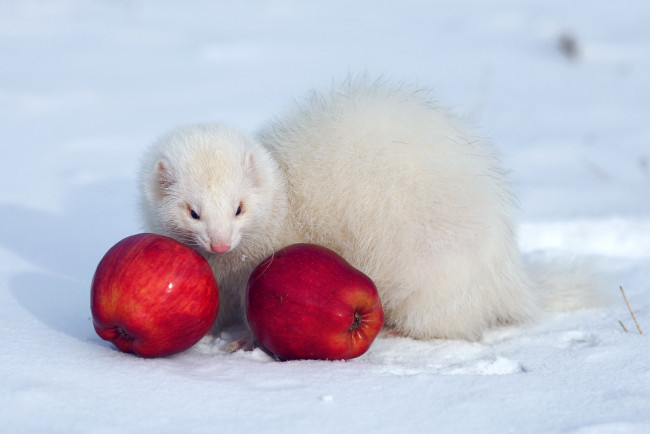 Обои картинки фото животные, хорьки,  куницы,  горностаи,  ласки,  соболи, белый, снег, яблоки