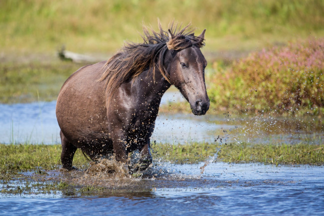 Обои картинки фото животные, лошади, брызги, вода, грива