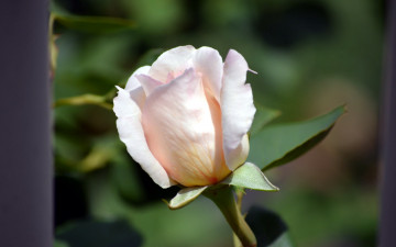 Картинка цветы розы нежный бутон