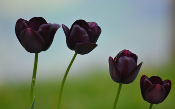 Картинка цветы тюльпаны темные макро природа