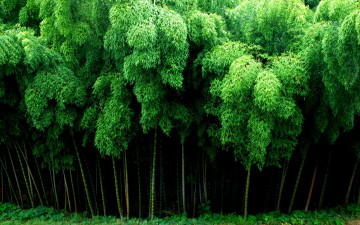 Картинка природа лес бамбук