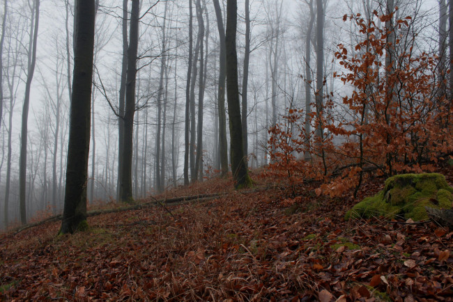 Обои картинки фото природа, лес, осень, деревья, листопад, кусты, туман