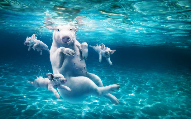 Обои картинки фото юмор и приколы, поросята, свинья, купание, бассейн, вода, пловцы, ныряльщик