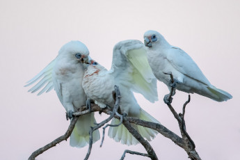 Картинка животные попугаи трио