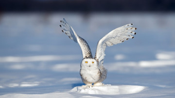 Картинка животные совы канада canada квебек полярная сова quebec city icy field ледяное поле polar owl