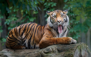 Картинка животные тигры взгляд морда природа тигр поза