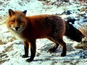 обоя foxy, животные, лисы