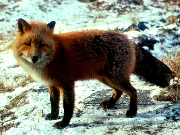 Обои картинки фото foxy, животные, лисы