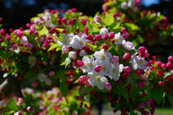 Картинка цветы цветущие деревья кустарники ветка цветение