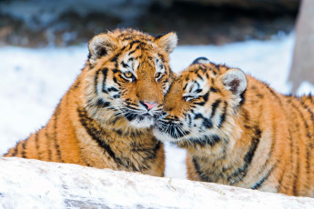 Картинка животные тигры снег тигрята