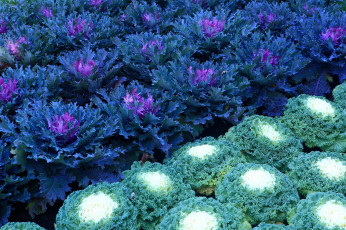 Картинка цветы декоративная капуста синий зеленый