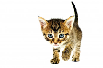 Картинка животные коты котенок малыш