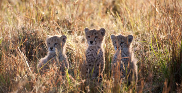 Картинка животные гепарды трава малыши